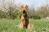 AIREDALE TERRIER 162